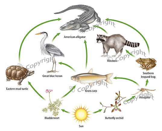 Food Chain - Everglades National Park Project