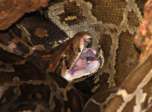 python snake burmese giant snakes molurus woman sleeps everglades largest kitten every night record species indian eating jungle animals reptile